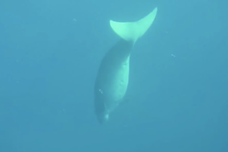 Dugongos: os gigantes pacíficos que ajudam a salvar as pradarias marinhas