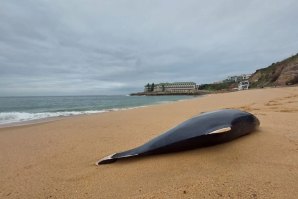 Golfinho deu à costa com cauda e barbatana cortadas na Praia do Sul, Ericeira