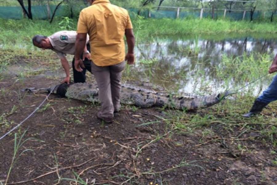 Capturado crocodilo que tinha atacado surfista na Costa Rica