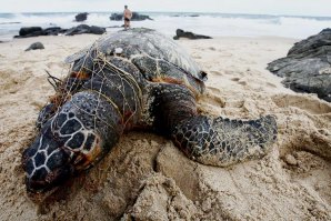 Desde 2016, cerca de mil tartarugas morreram na costa norte de S. Paulo. 