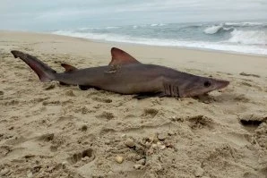 Tubarão-azul ataca pescador em Vila do Conde - SIC Notícias