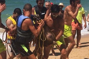 "Júlio" foi resgatado a nadar a cerca de 300 metros da praia.