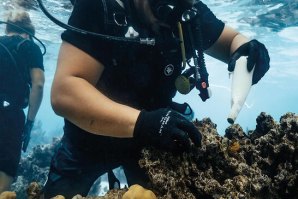 Coral Gardeners