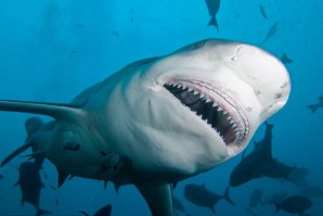 Surfista norte-americano sobrevive a luta com tubarão touro em Miami