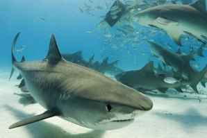 Austrália testa novo repelente de tubarões