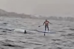 Foil surfer é perseguido por tubarão branco de 4 metros na Califórnia