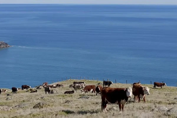 Ruapuke continua a salvar os freesurfers enquanto o CT espera por melhores condições na Nova Zelândia