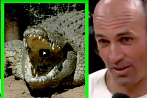 O FASCINIO DE KELLY SLATER POR ..... CROCODILOS !!!