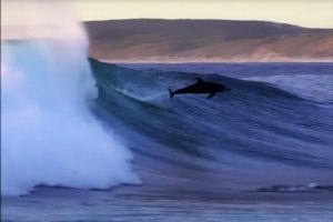 Quando o "surf" dos golfinhos inspira uma criação musical