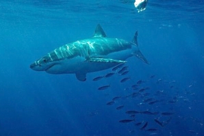 Austrália procura soluções para incidentes com tubarões