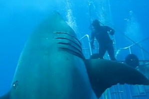 Deep Blue: provavelmente o maior tubarão branco já filmado