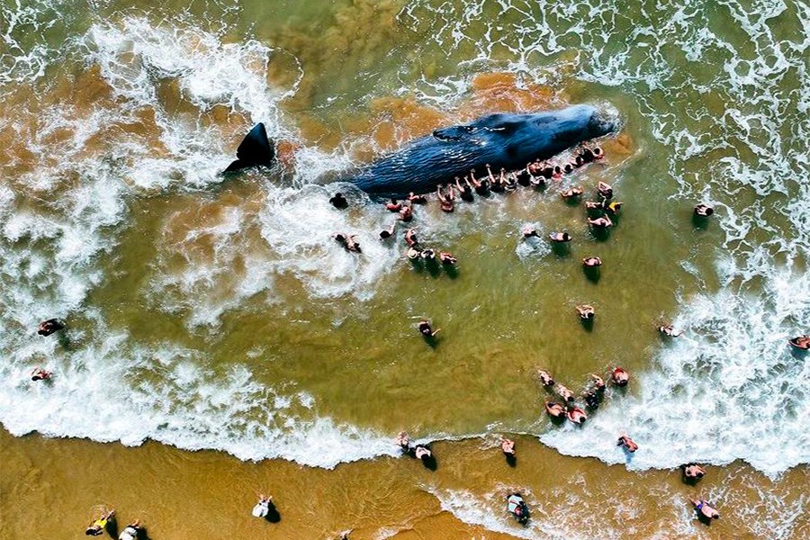 Banhistas a tentarem desencalhar a baleia