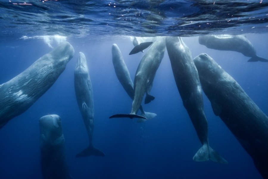 Fundação Oceano Azul prepara encontro para acelerar a meta de ter 30% do oceano protegido até 2030