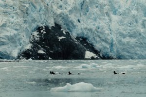 GRIFFIN COLAPINTO, EITHAN OSBORNE E CIA EMBARCAM NUMA EXPLORAÇÃO DE SURF AO ALASCA