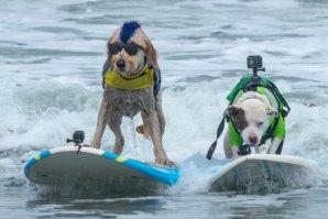 O campeonato mundial de surf... para cães?