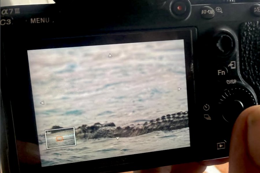 Crocodilo gigante surpreende surfistas em Lance’s Right, nas Mentawai — VÍDEO