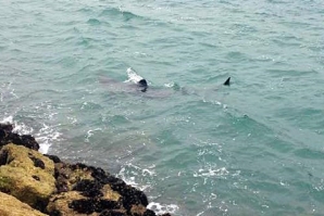 Tubarão avistado perto de Tavira