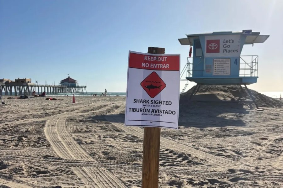 Tubarão branco de quase quatro metros cerca surfista e obriga a encerrar praias em Huntington Beach