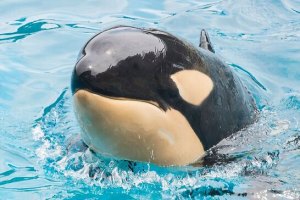 Amaya no SeaWorld