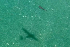 ANIMAL DE GRANDE PORTE AVISTADO A MENOS DE MIL METROS DA PRAIA DE SANTA CRUZ