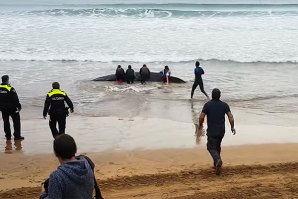 Surfistas bascos salvam uma baleia
