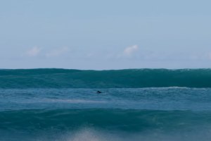 Surf nas famosas direitas da Ilha da Madeira - "E tu atiravas-te?"
