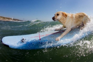 ‘CÃOPEONATO’ SOLIDÁRIO NO GUINCHO