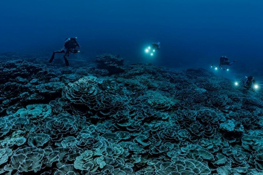 Pesquisadores descobrem um recife de coral gigante do Taiti