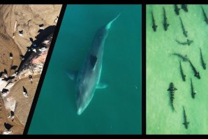 Baleia morta na Califórnia atrai tubarões para a costa, perto de surfistas