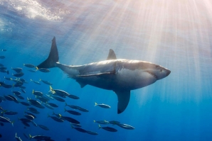 O tubarão-banco é uma das espécies que consta no memorando de entendimento.