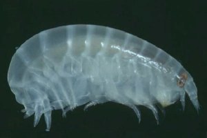 O piolho responsável pelo ataque a Sam Kanizay.