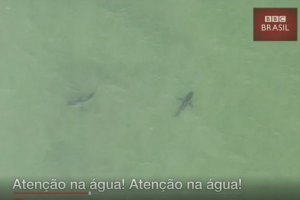 “Atenção, saiam da água calmamente porque estão 15 tubarões-brancos ao vosso lado”