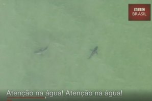 “Atenção, saiam da água calmamente porque estão 15 tubarões-brancos ao vosso lado” 