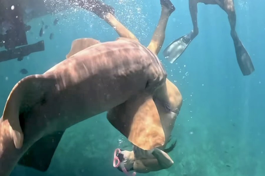 Incidente raro: tubarão-lixa morde surfista e tudo fica registado em vídeo